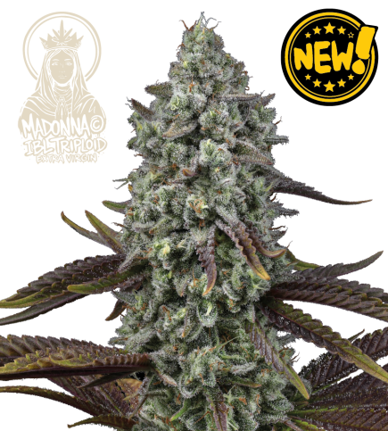 🧬 Triploide Hanfsamen | Extra Virgin Genetik | Seedstockers.de 🐿️