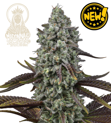 🧬 Triploide Hanfsamen | Extra Virgin Genetik | Seedstockers.de 🐿️