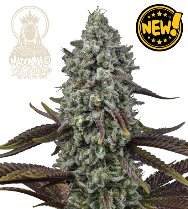 🧬 Triploide Hanfsamen | Extra Virgin Genetik | Seedstockers.de 🐿️