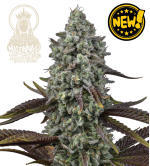🧬 Triploide Hanfsamen | Extra Virgin Genetik | Seedstockers.de 🐿️