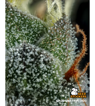 🧬 Triploide Hanfsamen | Extra Virgin Genetik | Seedstockers.de 🐿️