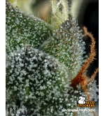 🧬 Triploide Hanfsamen | Extra Virgin Genetik | Seedstockers.de 🐿️