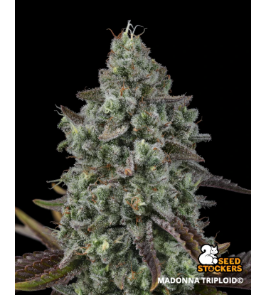 🧬 Triploide Hanfsamen | Extra Virgin Genetik | Seedstockers.de 🐿️