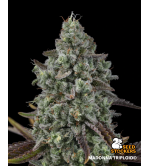 🧬 Triploide Hanfsamen | Extra Virgin Genetik | Seedstockers.de 🐿️