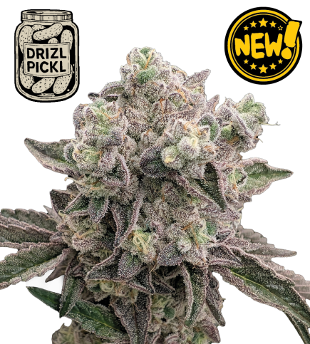 🪴 Drizl Pickl© | Feminisierte Hanfsamen & Cannabis Samen | Seedstockers.de 🐿️