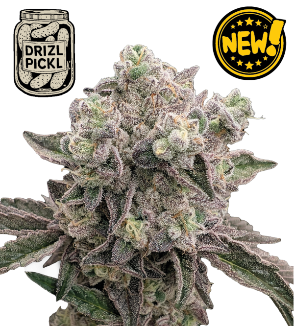 🪴 Drizl Pickl© | Feminisierte Hanfsamen & Cannabis Samen | Seedstockers.de 🐿️