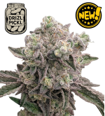 🪴 Drizl Pickl© | Feminisierte Hanfsamen & Cannabis Samen | Seedstockers.de 🐿️