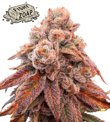 🪴 Fishy Zoap© | Femisierte Hanfsamen | Seedstockers.de 🐿️