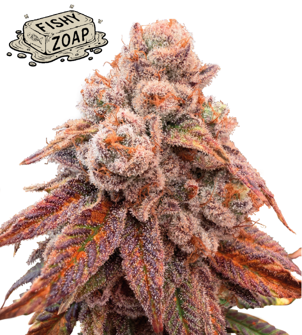 🪴 Fishy Zoap© | Femisierte Hanfsamen | Seedstockers.de 🐿️
