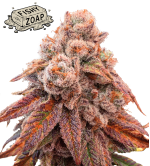 🪴 Fishy Zoap© | Femisierte Hanfsamen | Seedstockers.de 🐿️