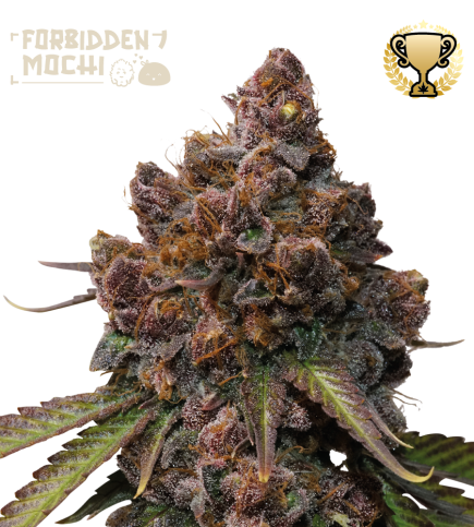 🪴 Forbidden Mochi© | Feminisierte Hanfsamen | Jetzt shoppen auf Seedstockers.de 🐿️