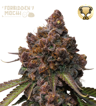 🪴 Forbidden Mochi© | Feminisierte Hanfsamen | Jetzt shoppen auf Seedstockers.de 🐿️