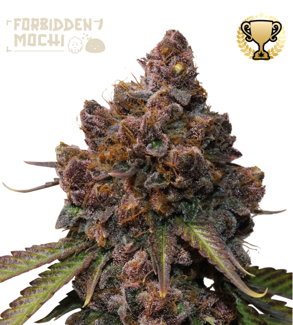 🪴 Forbidden Mochi© | Feminisierte Hanfsamen | Jetzt shoppen auf Seedstockers.de 🐿️