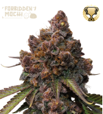 🪴 Forbidden Mochi© | Feminisierte Hanfsamen | Jetzt shoppen auf Seedstockers.de 🐿️