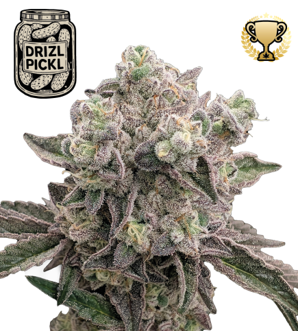 🪴 Drizl Pickl© | Feminisierte Hanfsamen & Cannabis Samen | Seedstockers.de 🐿️