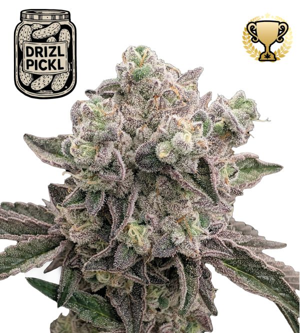 🪴 Drizl Pickl© | Feminisierte Hanfsamen & Cannabis Samen | Seedstockers.de 🐿️