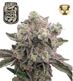 🪴 Drizl Pickl© | Feminisierte Hanfsamen & Cannabis Samen | Seedstockers.de 🐿️