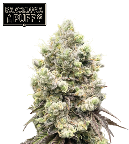 🪴 Barcelona Puff© | Feminisierte Cannabis Samen | Seedstockers.de 🐿️