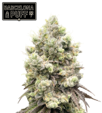 🪴 Barcelona Puff© | Feminisierte Cannabis Samen | Seedstockers.de 🐿️