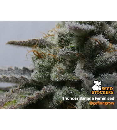 🪴 Thunder Banana© | Feminisierte Hanfsamen | Jetzt shoppen auf Seedstockers.de 🐿️