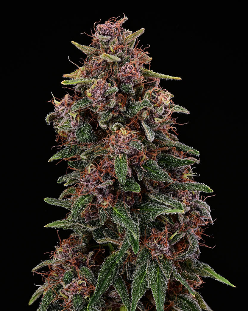 Amaretto Tarmac feminisierte Cannabis-Samen