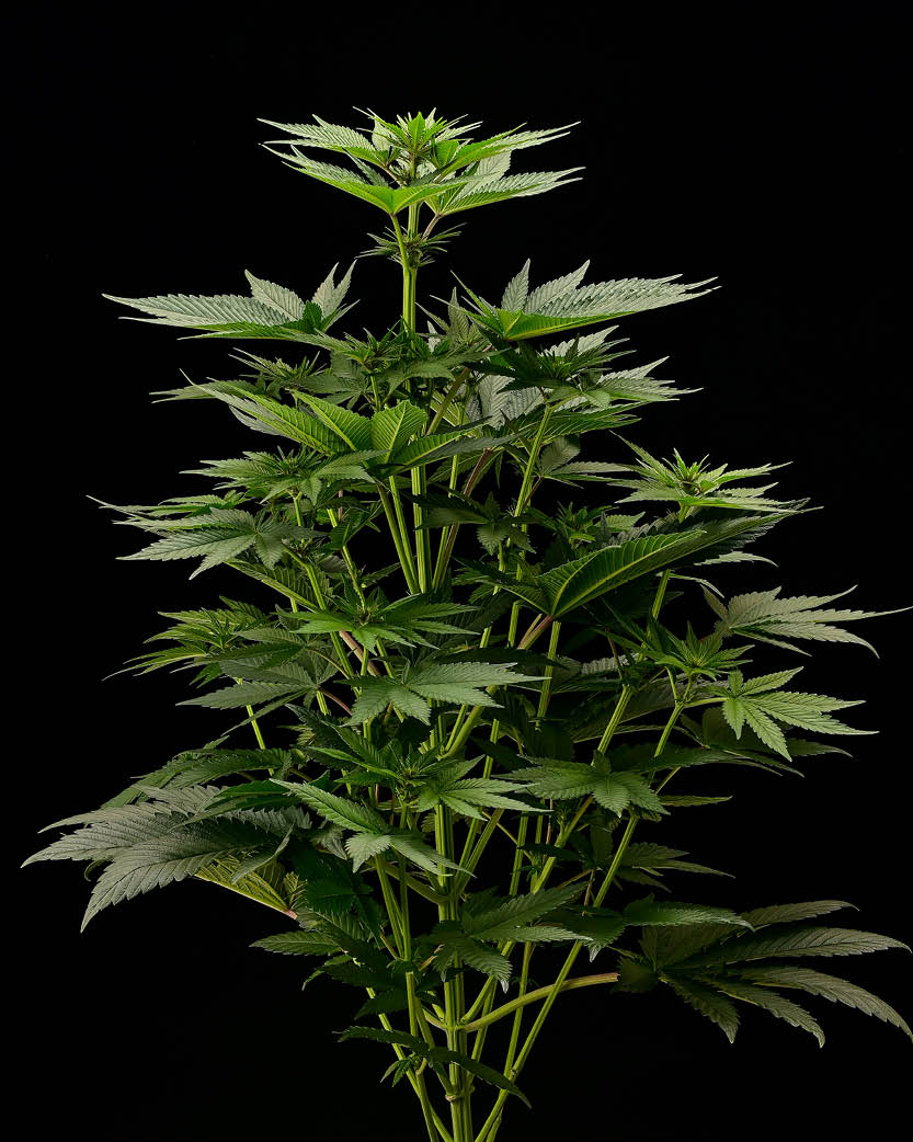 Amaretto Tarmac feminisierte Cannabis-Samen