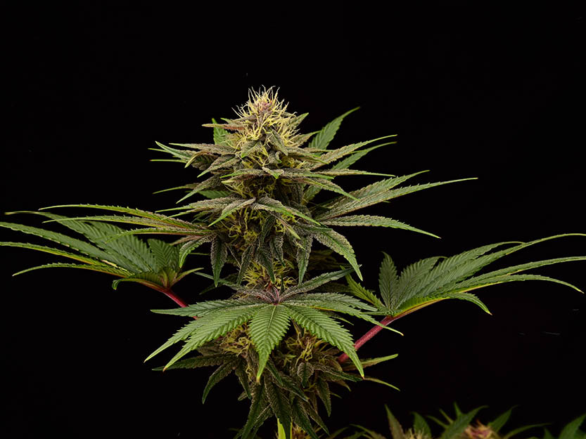 Amaretto Tarmac feminisierte Cannabis-Samen