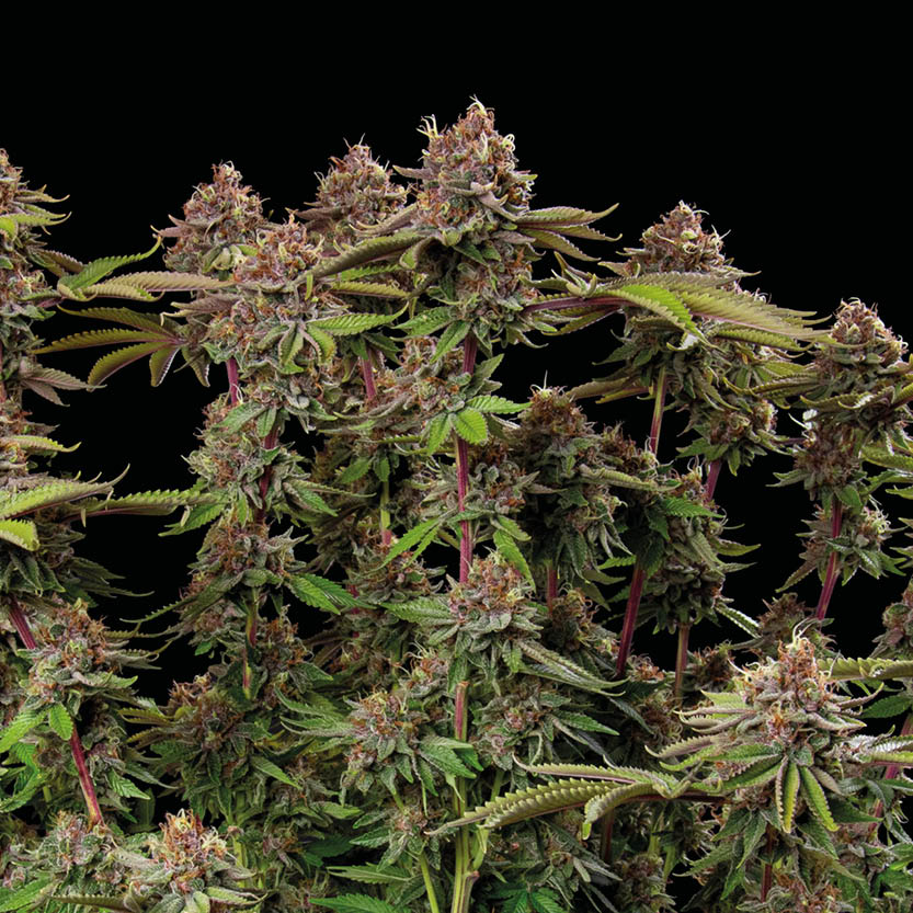 Amaretto Tarmac feminisierte Cannabis-Samen