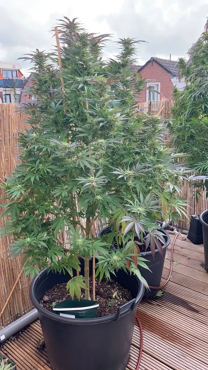 blühende weibliche AK420-Pflanze auf einer Dachterrasse 