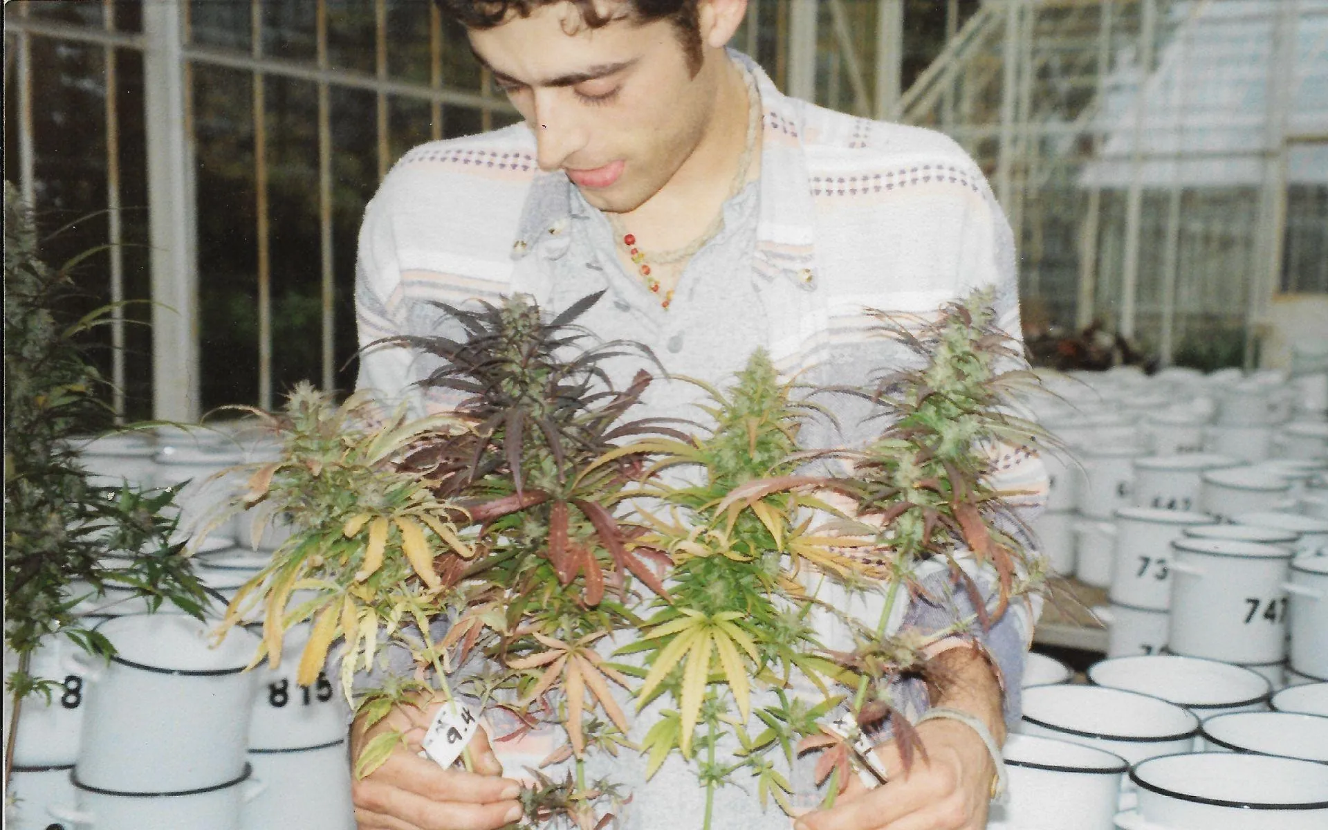 Sasha The Joint Doctor hält verschiedene autoflowering Cannabispflanzen der ersten Generation im Lowryder-Stil
