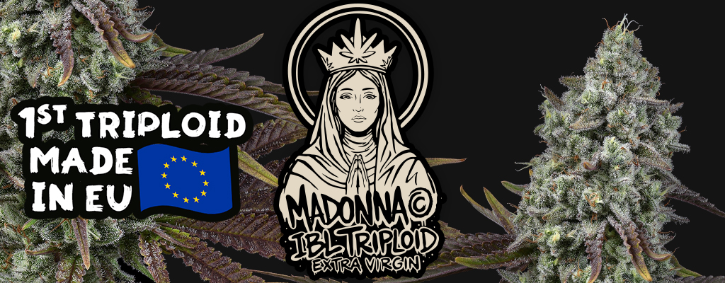 Madonna cannabis seeds