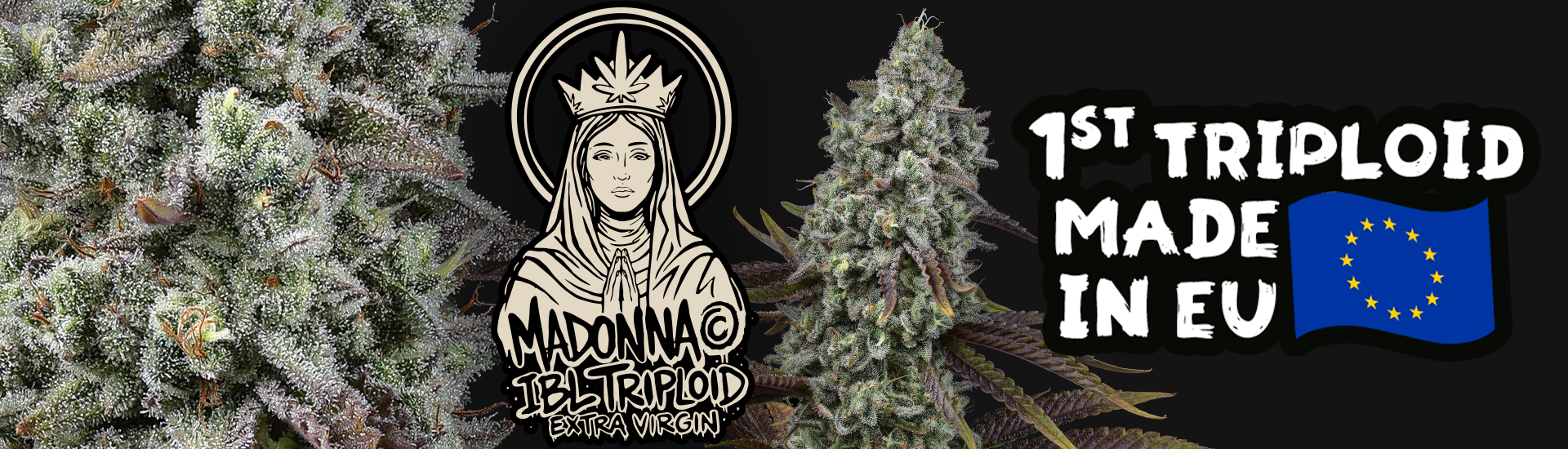 Madonna cannabis seeds