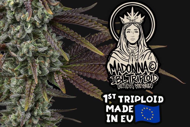 Madonna cannabis seeds